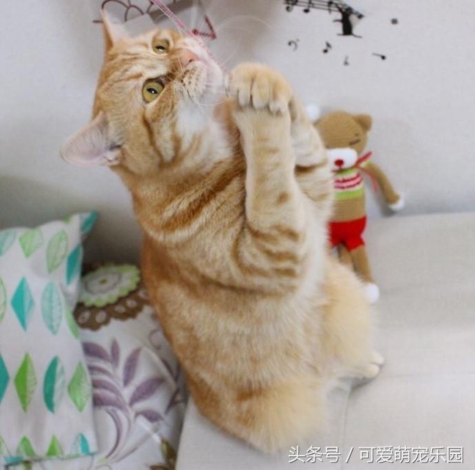 梦境迷雾,梦见家里被盗却不见小偷,唯有猫咪相伴的深层含义 梦境迷雾,梦见家里被盗却不见小偷,唯有猫咪相伴的深层含义