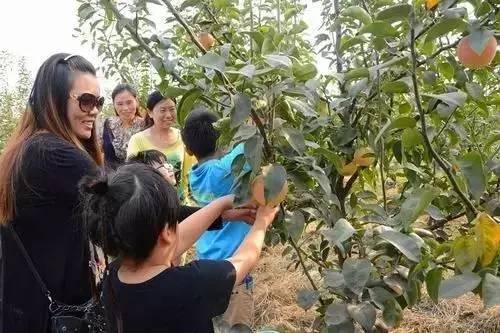 用梨膏做什么美食（秋燥吃什么可以保护眼睛）