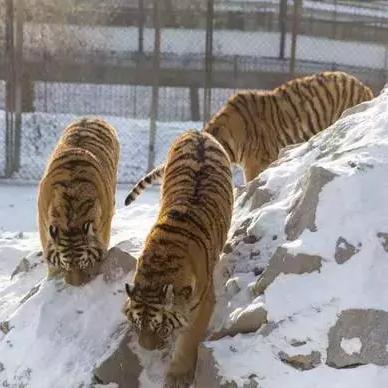 哈尔滨虎林园电话相关长尾关键词有哪些