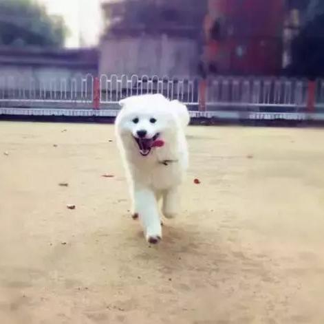 武汉萨摩耶是禁养犬吗？