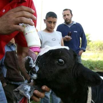 09年生肖牛事业方向运势(2009生肖牛的运势大全)