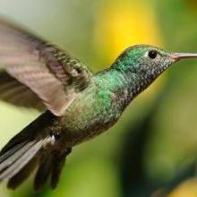电影 蜂鸟的长尾关键词有什么