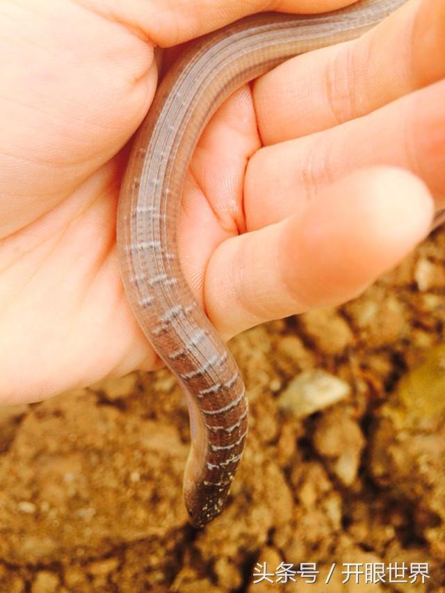 周公解梦，梦见蛇与黄鳝交织，寓意何在？——解析黄鳝跑到我身上的梦境