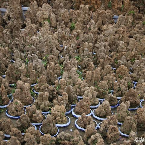 济南市平阴县被称为什么