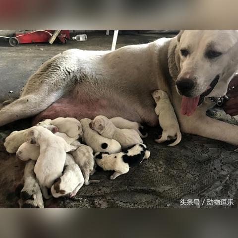 沈阳俄罗斯商品相关长尾关键词有哪些