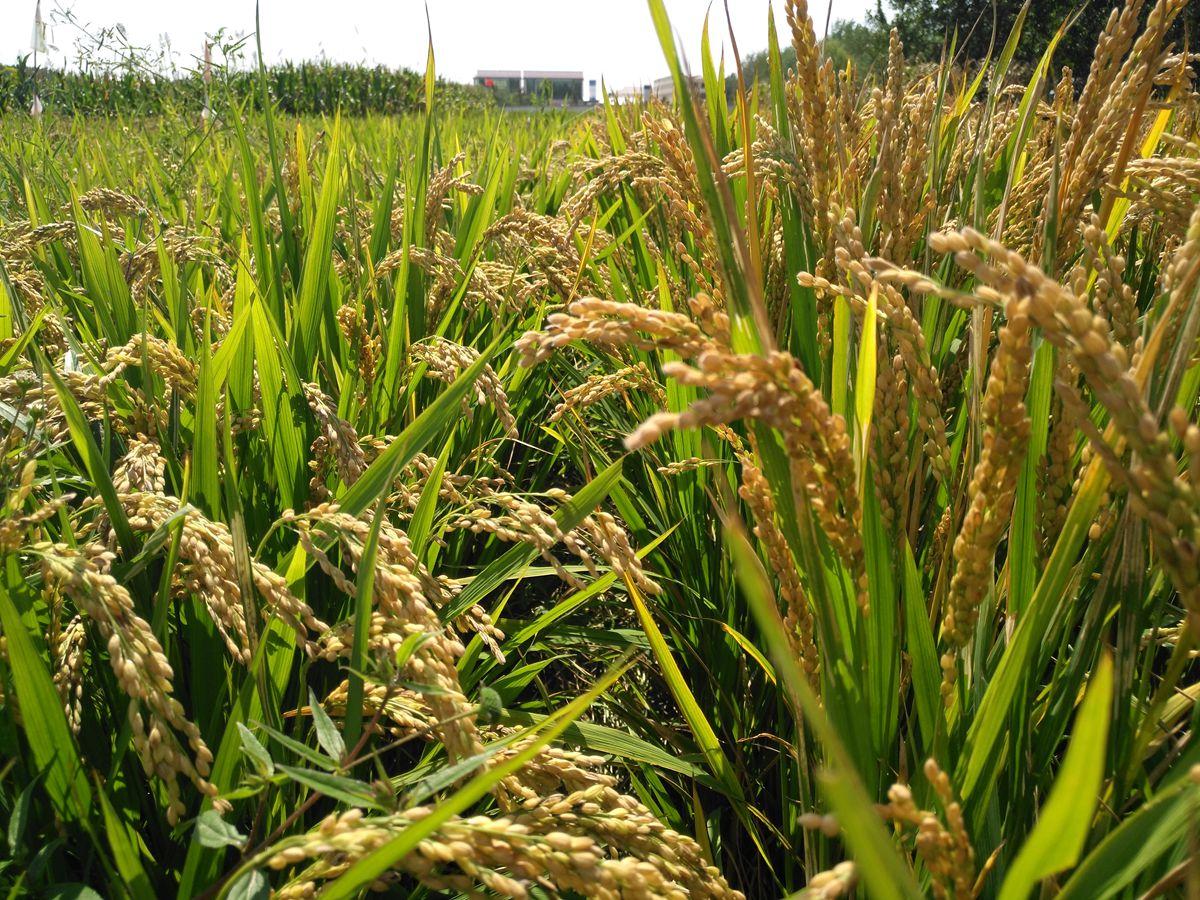 写春天稻子的句子 描写稻田的优美句子有哪些