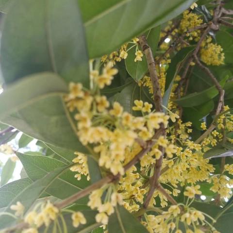 桂林采花调曲谱相关长尾关键词有哪些