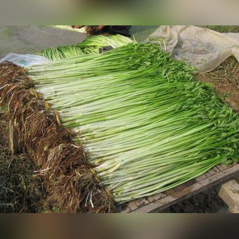 广西河南距离多远？