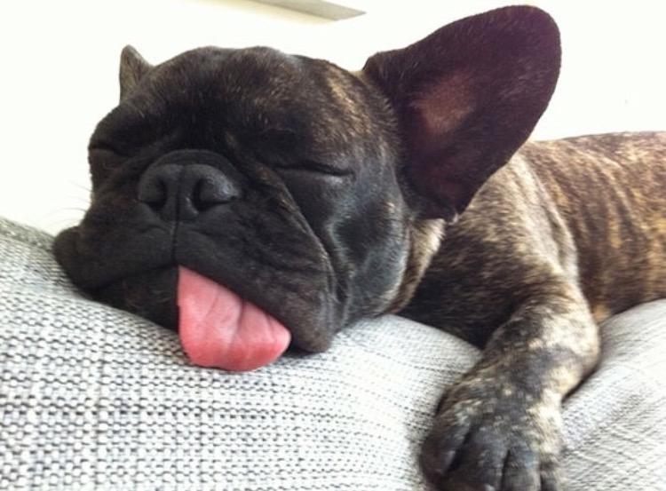 梦境中的守护者,小猎犬与老鼠的较量 梦境中的守护者,小猎犬与老鼠的较量