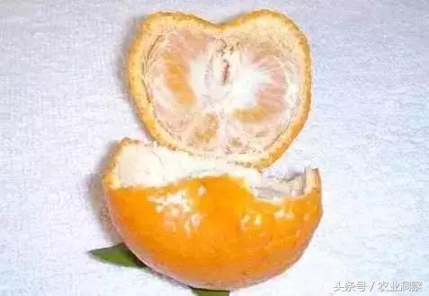 柑橘幼果期是什么时候开花（如何让橘子树开花结果）