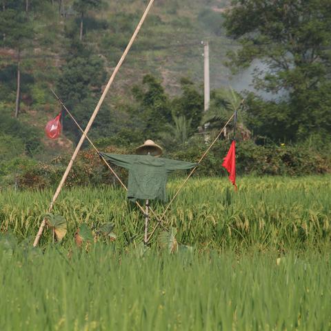 河南爆竹收益怎么样