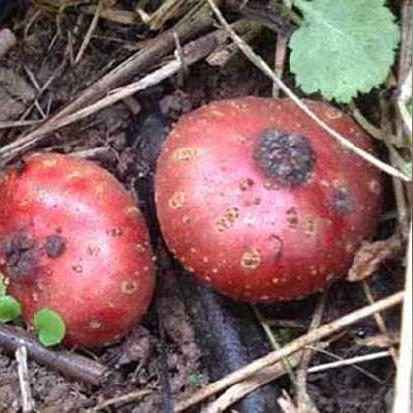 河南怎么样种枇杷