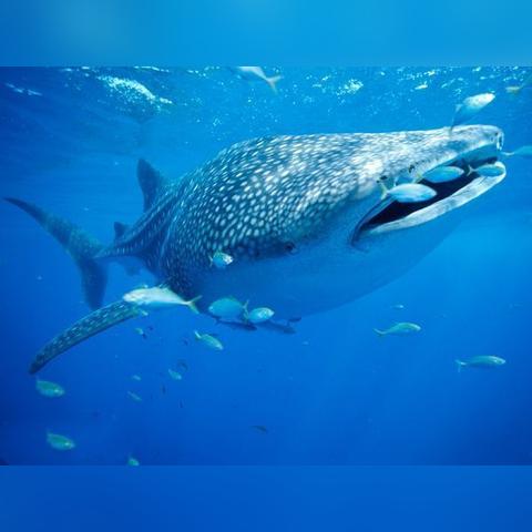 成都市牙米美容院地址在哪里