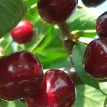 大连再生资源代理的长尾关键词有什么