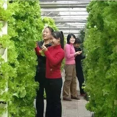 【广州今日菜价】2025年3月28日广州菜价是多少