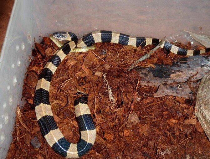 求解梦，梦见黄色的蛇——寓意与解析