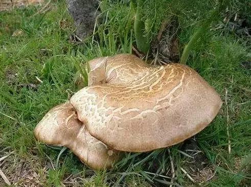 白灵芝的功效与作用(灵芝泡酒为什么搁锅里蒸)