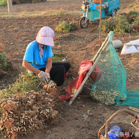 福建白晒花生怎么做？