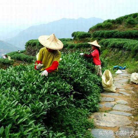 福建名茶最出名的是什么