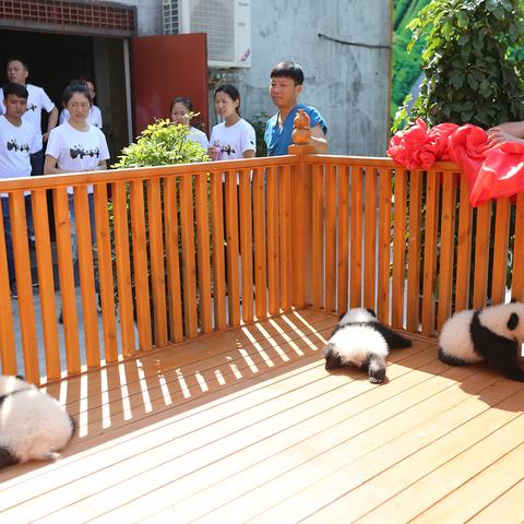 大熊猫人工智能是什么