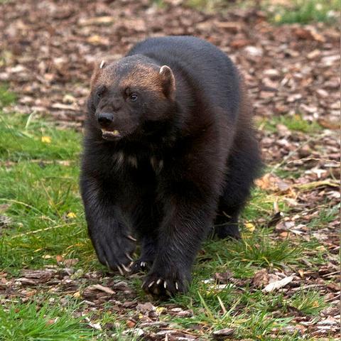 济南喜象相关长尾关键词有哪些