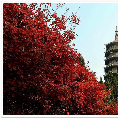 济南市里面的寺庙有哪些
