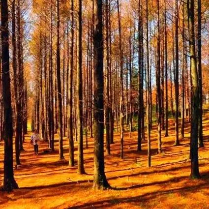 重庆明信片怎么样