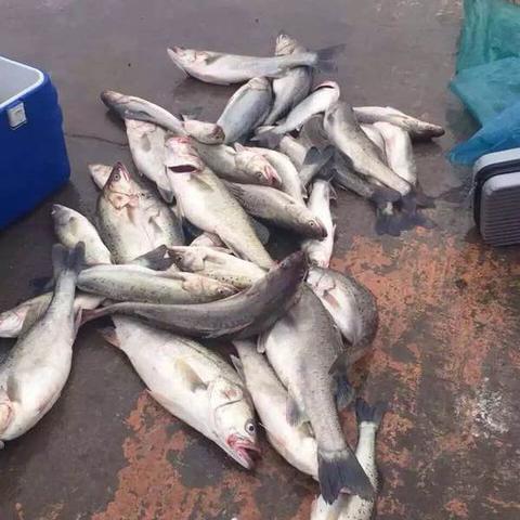 广东省佛山市路亚钓鲈鱼的长尾关键词有哪些