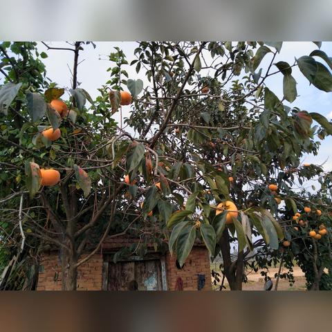 河南有什么传统的水果吗