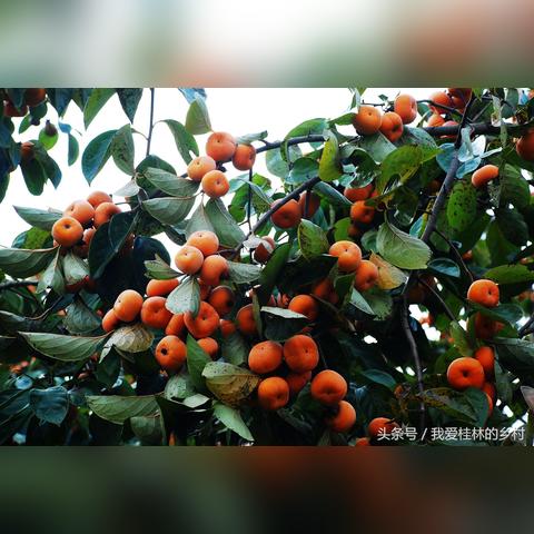 广西桂林的空气质量相关长尾关键词有哪些