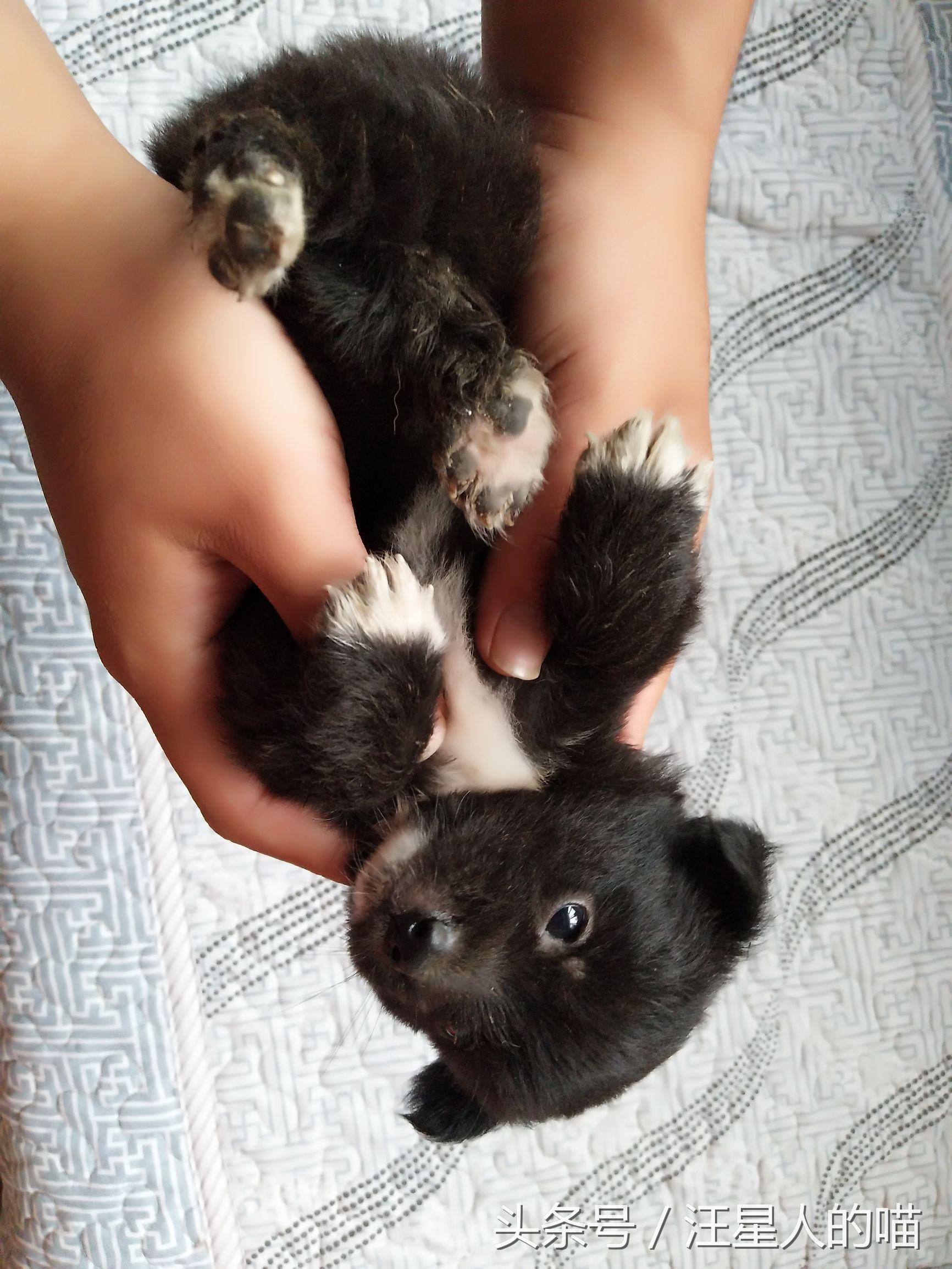 宝宝皮肤黑怎么起名(你们的猫叫什么名字)