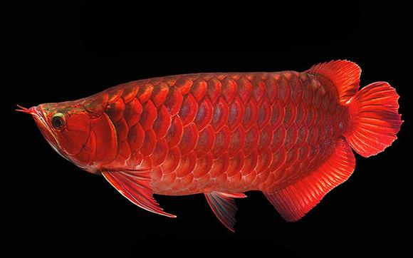 红龙最佳配鱼:如何饲养红龙鱼