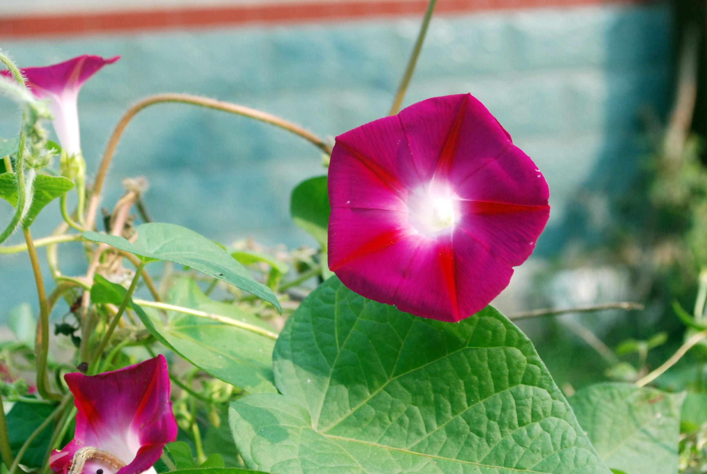 蓝色牵牛花花语,牵牛花的别称和雅称?