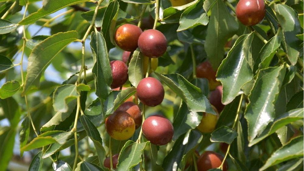  夏日悠然：解锁夏季养生的清新小秘诀第2张-醋盆生活网