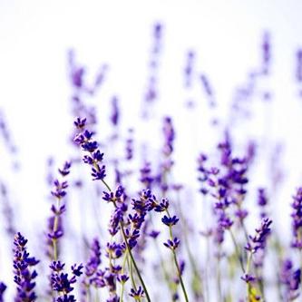 十二生肖东方易象今日运势(东方易象每日运势)