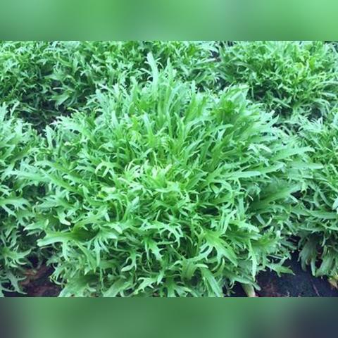 福建钾钠石的相关长尾关键词有哪些