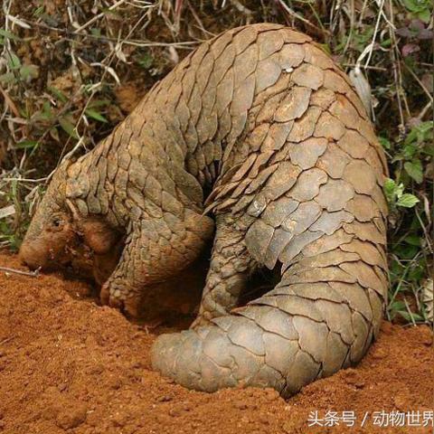 河南地卫士的相关长尾关键词有哪些