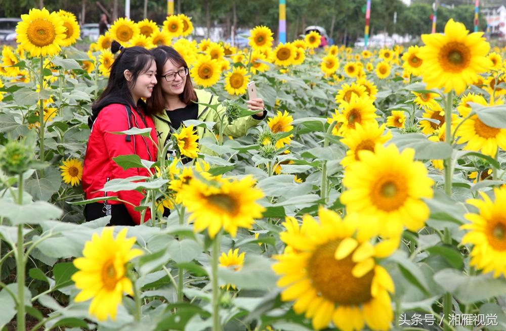 衡阳市旅游景点排行:必游之地揭秘