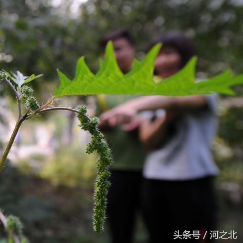 保定市市区树林有哪些