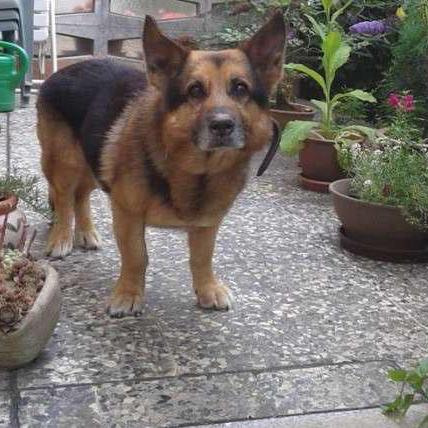 沈阳腊肠犬相关长尾关键词有哪些