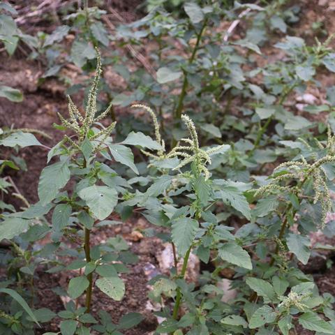 福建杨梅哪个品种最好