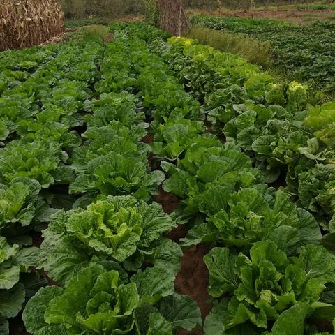 临沂市菜园土的长尾关键词有什么