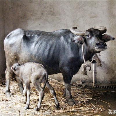 佛山市休闲农场在哪里