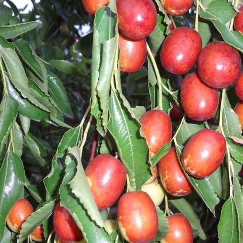 保定市茶叶特产有哪些