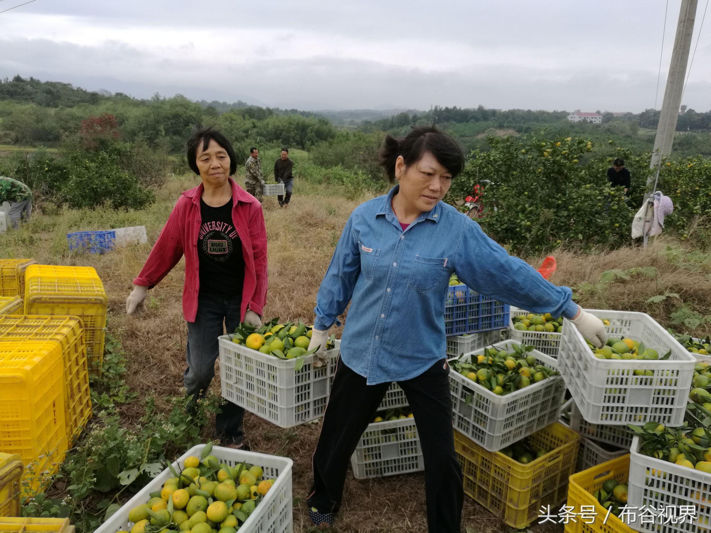 湖南柑橘種植手藝和辦理_湖南張家界能夠種沃柑嗎