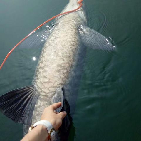 湖中心有个小岛像什么一样？