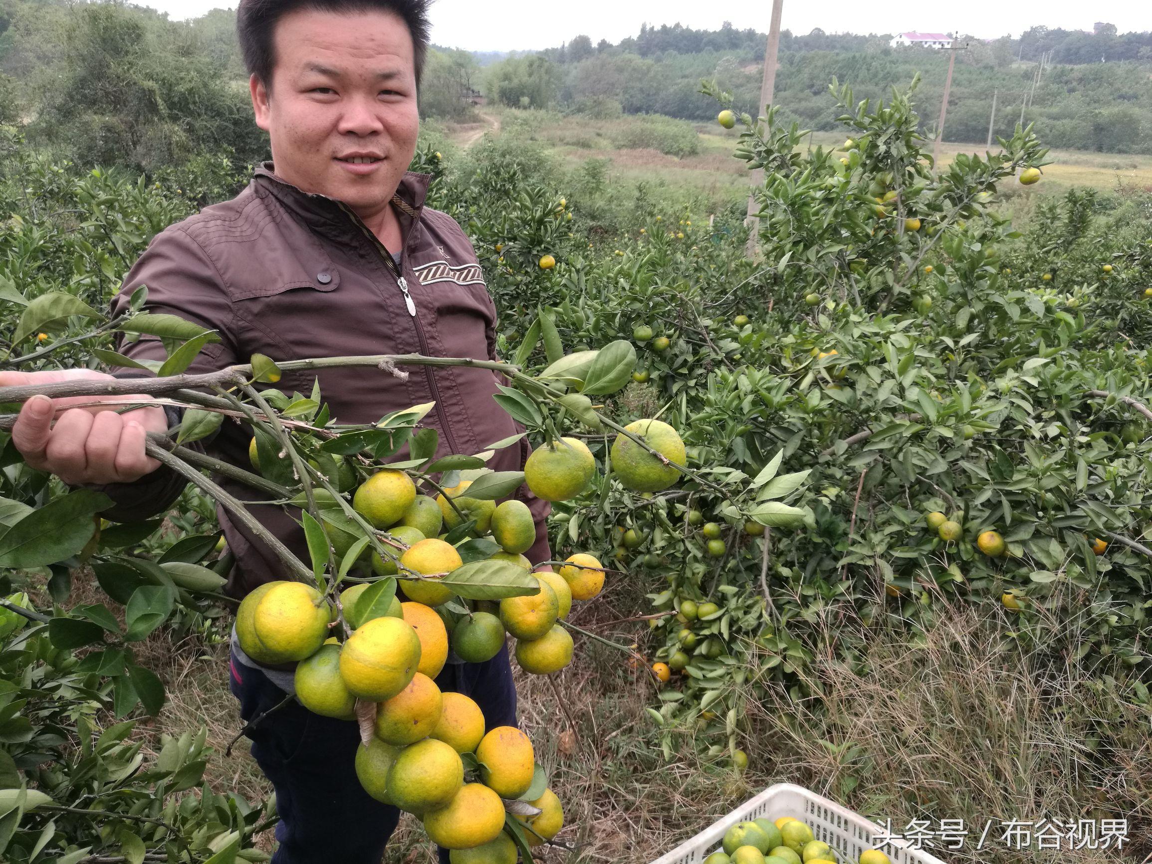 柑橘栽培技术原理是什么（爱媛38号柑橘种植技术）