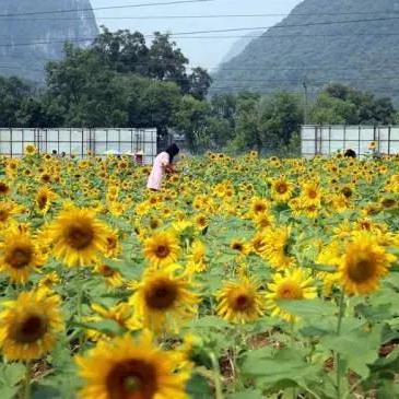 桂林市芦笛岩怎么走