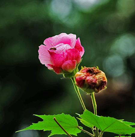 盆栽如何修剪花枝,树木剪枝的最佳时间?