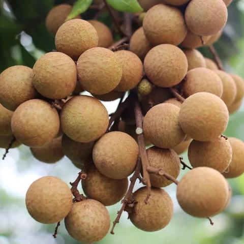 广州市产什么水果